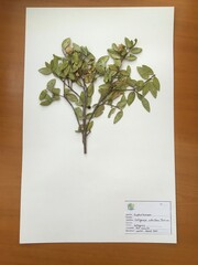 Colliguaja odorifera