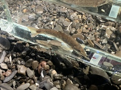 Rhinichthys cataractae