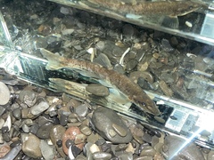 Rhinichthys cataractae