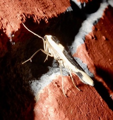 Thysanoptyx tetragona