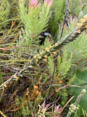 Struthiola tomentosa