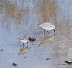 Calidris alba