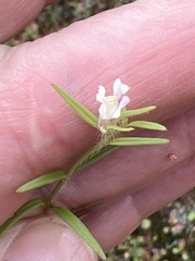 Misopates
