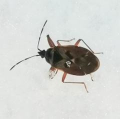 Gastrodes abietum
