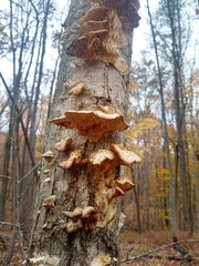 Irpiciporus