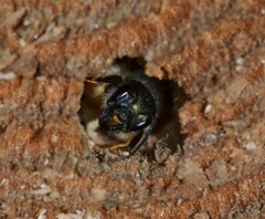 Osmia