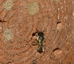 Osmia cornuta