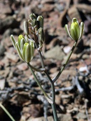 Albuca longipes