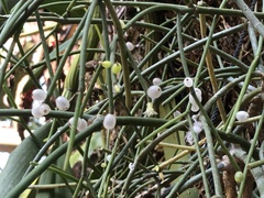 Rhipsalis