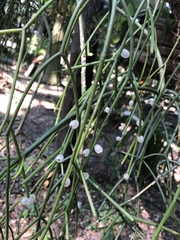Rhipsalis