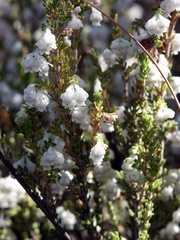 Erica eustacei
