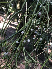 Rhipsalis