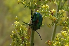 Chrysolina fastuosa