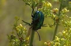 Chrysolina fastuosa