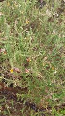 Aspalathus divaricata divaricata