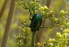 Chrysolina fastuosa