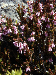 Erica phaeocarpa