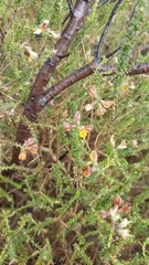 Aspalathus divaricata divaricata