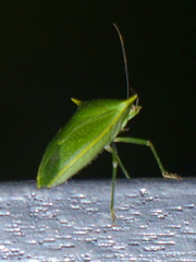 Loxa viridis