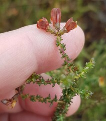 Aspalathus divaricata divaricata