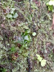 Asplenium hemionitis