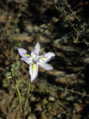 Moraea polystachya