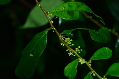 Glochidion acuminatum