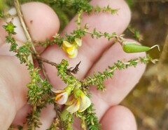 Aspalathus divaricata divaricata