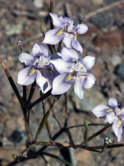 Moraea polystachya