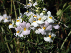 Nemesia fruticans