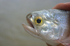 Hiodon alosoides