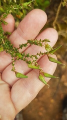 Aspalathus divaricata divaricata