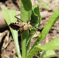 Rhynocoris neavei