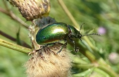 Chrysolina herbacea
