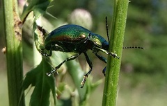 Chrysolina herbacea