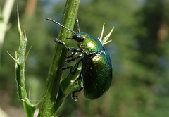 Chrysolina herbacea