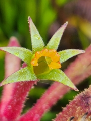 Anigozanthos flavidus