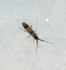 Orchesella flavescens