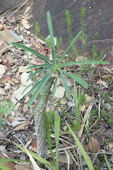 Euphorbia clava