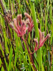 Anigozanthos flavidus