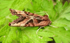 Phlogophora
