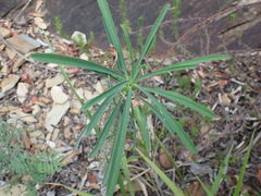 Euphorbia clava