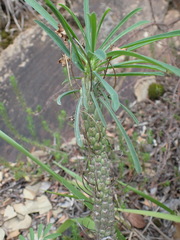 Euphorbia clava