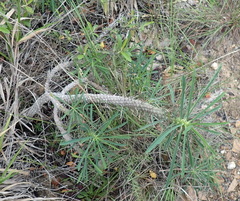 Euphorbia clava