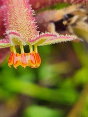 Anigozanthos flavidus