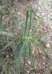 Euphorbia clava