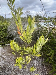 Persea borbonia