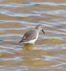 Calidris alpina