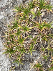 Eriocaulaceae