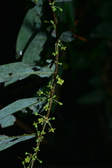 Glochidion acuminatum